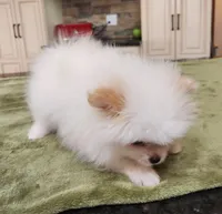 AKC-Rallyman 1lb 7oz @ 8wks, a male Pomeranian for sale in Hillsdale, MI – Photo 8 of 8