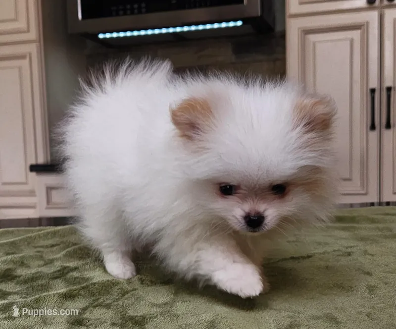 AKC-Rallyman 1lb 7oz @ 8wks, a male Pomeranian for sale in Hillsdale, MI – Photo 1 of 8