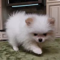 AKC-Rallyman 2lbs 3oz @ 12wks, a male Pomeranian for sale in Hillsdale, MI – Photo 4 of 8