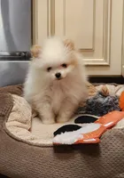 AKC-Rallyman 1lb 7oz @ 8wks, a male Pomeranian for sale in Hillsdale, MI – Photo 6 of 8