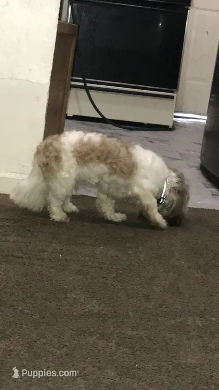No name – Shih Tzu puppy for sale in Philadelphia, PA