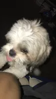 No name, a male Shih Tzu for sale in Philadelphia, PA – 2 of 7