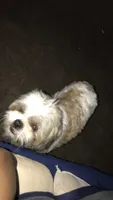 No name, a male Shih Tzu for sale in Philadelphia, PA – 4 of 7