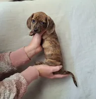 Trixie CKC, a female Miniature Dachshund for sale in Dry Ridge, KY – 2 of 6