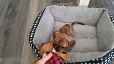 Trixie CKC, a female Miniature Dachshund for sale in Dry Ridge, KY – 5 of 6