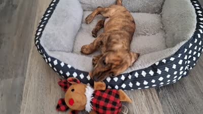 Trixie CKC, a female Miniature Dachshund for sale in Dry Ridge, KY – 6 of 6