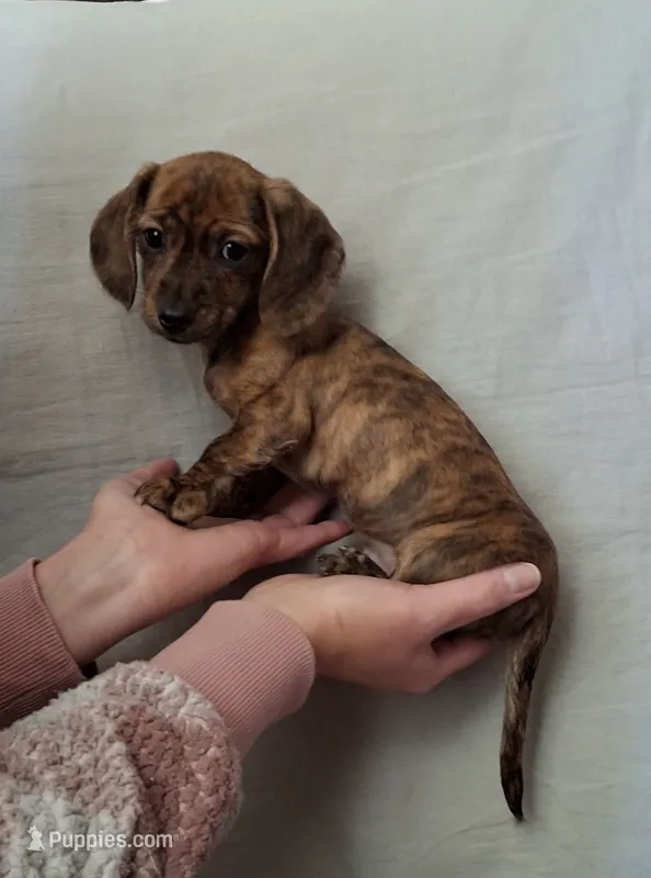 Trixie CKC – Miniature Dachshund puppy for sale in Dry Ridge, KY