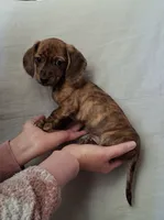 Trixie CKC, a female Miniature Dachshund for sale in Dry Ridge, KY – 1 of 6