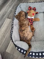 Trixie CKC, a female Miniature Dachshund for sale in Dry Ridge, KY – 3 of 6