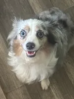Gibs, a male Toy Australian Shepherd for sale in Lexington, AL – 3 of 4