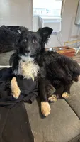 Ziva, a female Toy Australian Shepherd for sale in Lexington, AL – 3 of 4