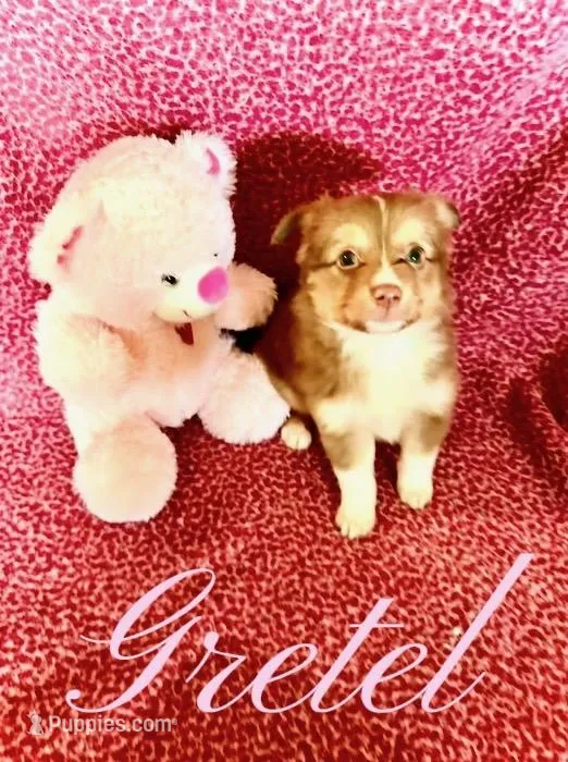 Gretel, a female Toy Australian Shepherd for sale in Lexington, AL – Photo 1 of 1
