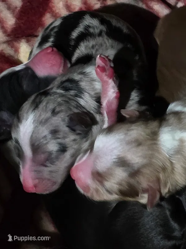 Ziva – Toy Australian Shepherd puppy for sale in Lexington, AL