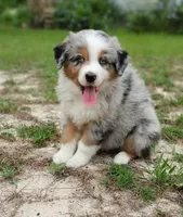 Benny, a male Australian Shepherd for sale in Dunnellon, FL – 3 of 10