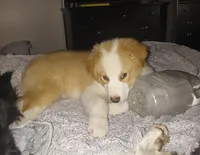 Jerry, a male Australian Shepherd for sale in Dunnellon, FL – 2 of 10