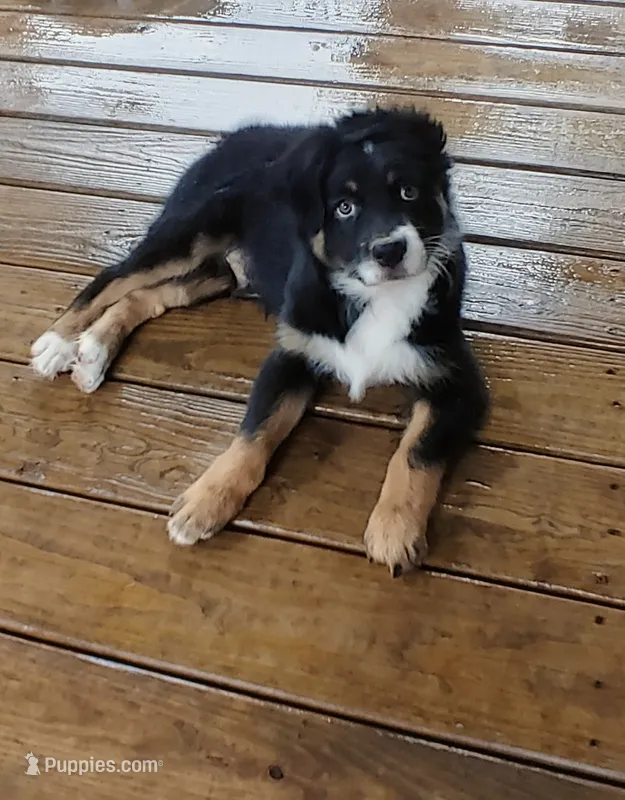 Cowboy – Australian Shepherd puppy for sale in Dunnellon, FL