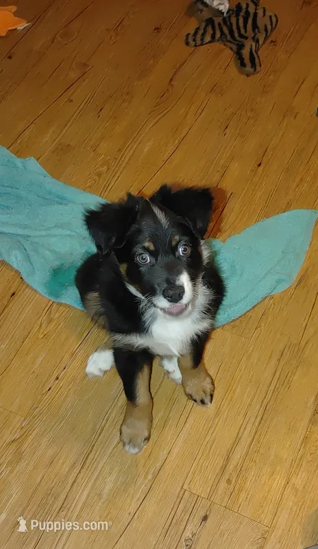 Cowboy – Australian Shepherd puppy for sale in Dunnellon, FL