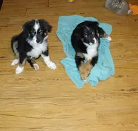 Cowboy, a male Australian Shepherd for sale in Dunnellon, FL – 3 of 4