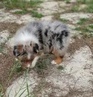Beauty, a male Australian Shepherd for sale in Dunnellon, FL – 8 of 10