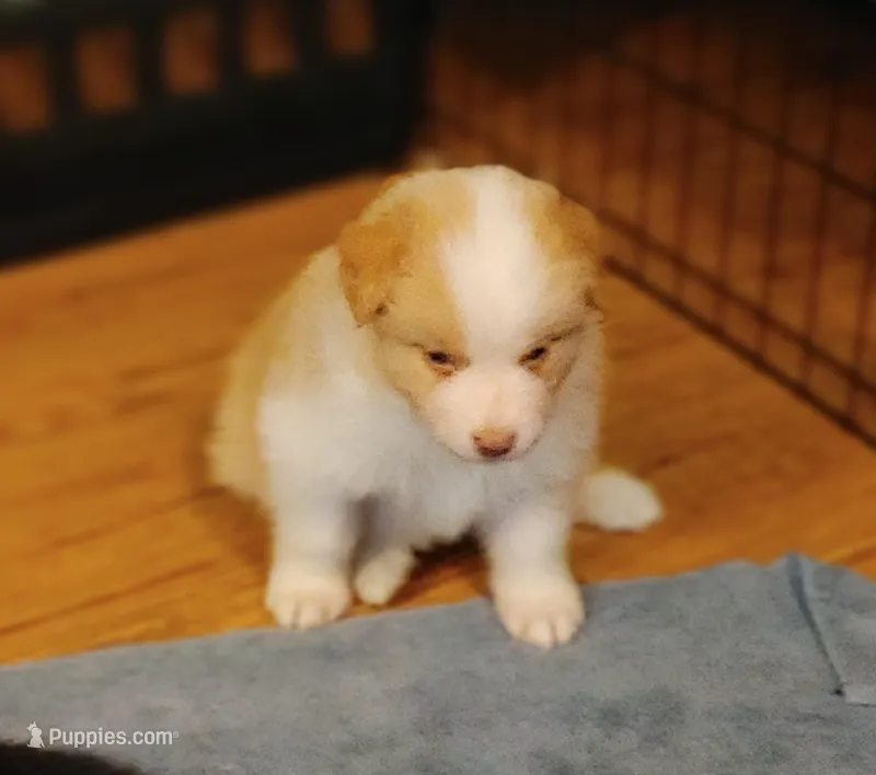Justin – Australian Shepherd puppy for sale in Dunnellon, FL