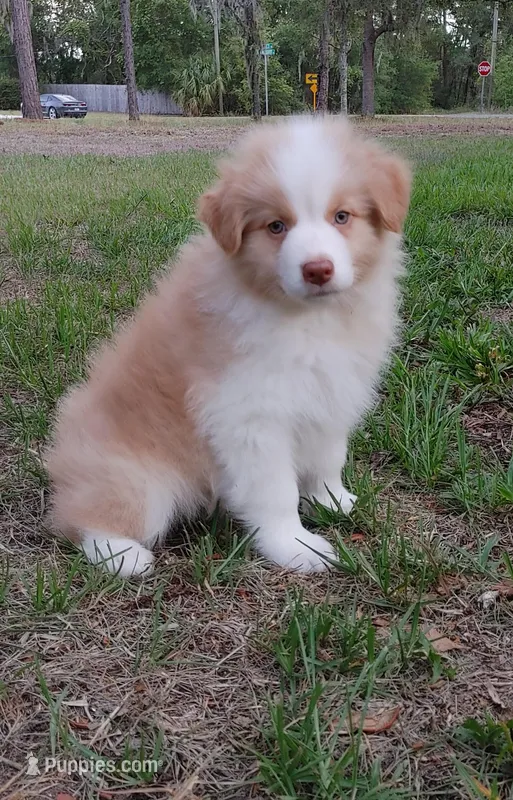 Justin – Australian Shepherd puppy for sale in Dunnellon, FL