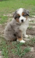 Breezy, a female Australian Shepherd for sale in Dunnellon, FL – 8 of 10