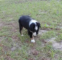 Cricket, a female Australian Shepherd for sale in Dunnellon, FL – 5 of 10