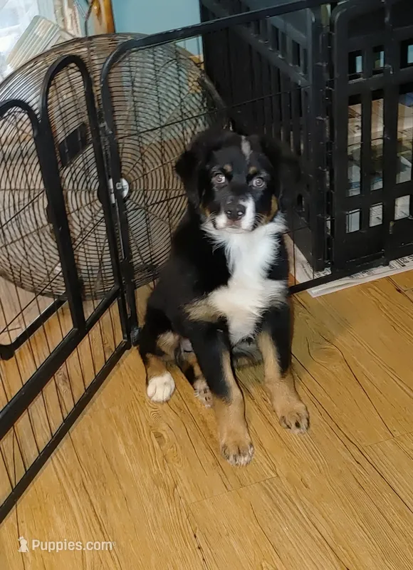 Cowboy – Australian Shepherd puppy for sale in Dunnellon, FL