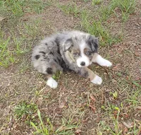 Clover, a female Australian Shepherd for sale in Dunnellon, FL – 9 of 9