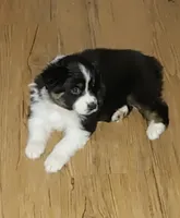 Porcha, a female Australian Shepherd for sale in Dunnellon, FL – 1 of 3