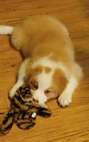 Jerry, a male Australian Shepherd for sale in Dunnellon, FL – 4 of 10