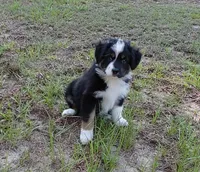 Cricket, a female Australian Shepherd for sale in Dunnellon, FL – 1 of 10