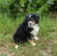 Beetle, a female Australian Shepherd for sale in Dunnellon, FL – 6 of 10