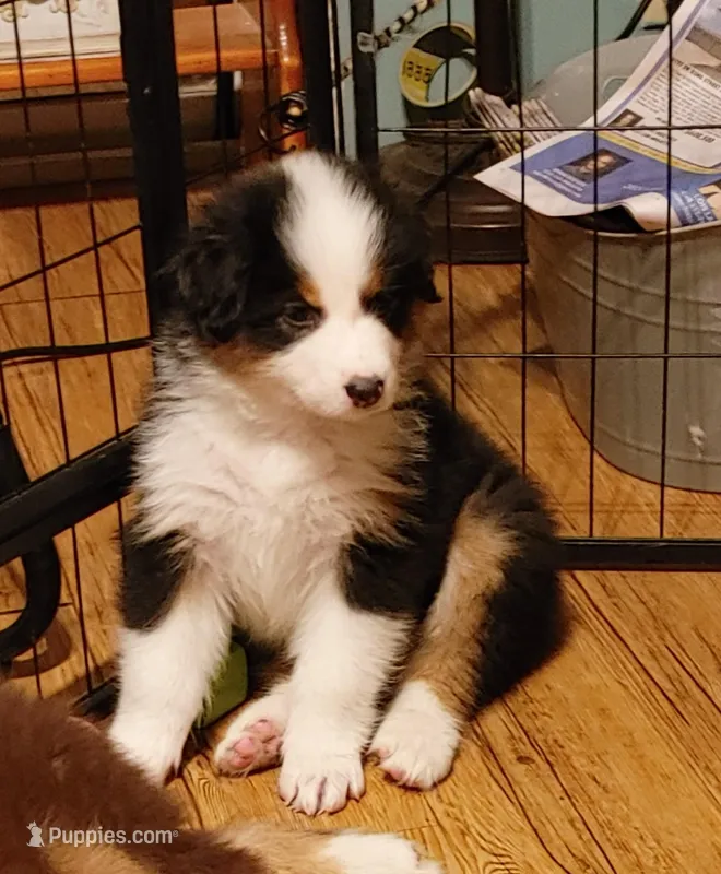 James – Australian Shepherd puppy for sale in Dunnellon, FL