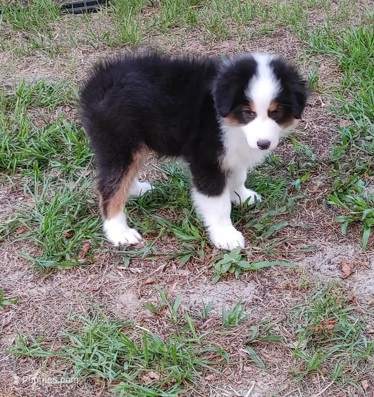 James – Australian Shepherd puppy for sale in Dunnellon, FL