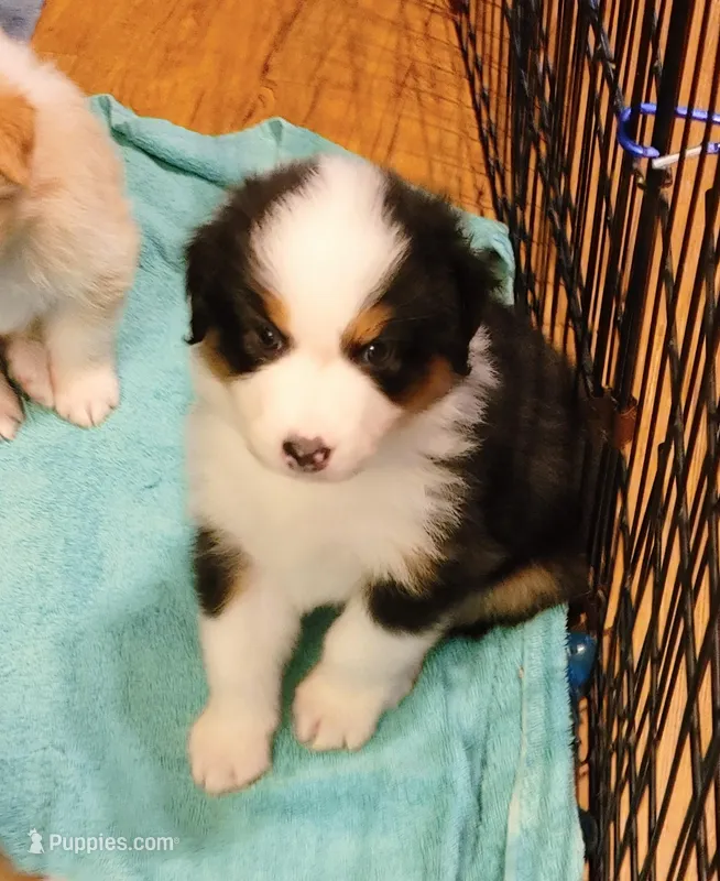 James – Australian Shepherd puppy for sale in Dunnellon, FL