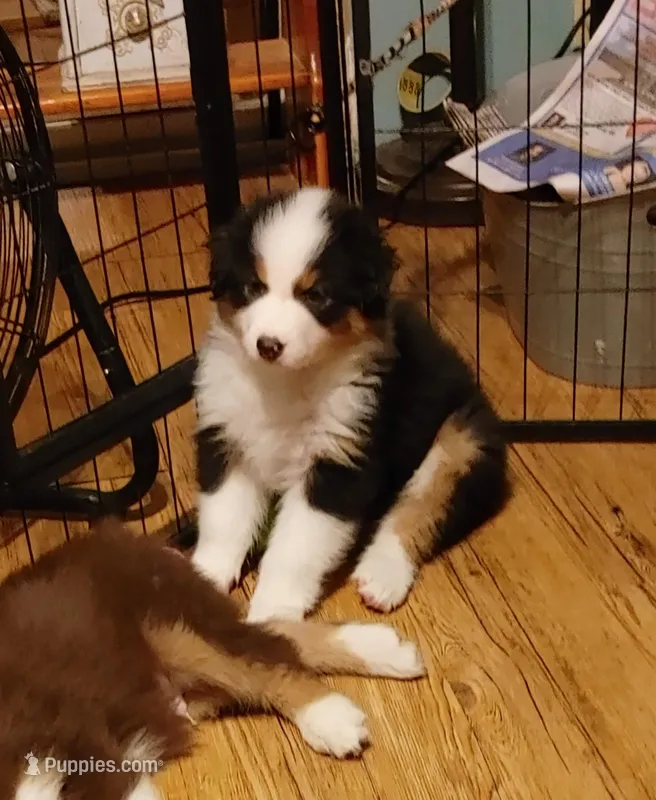 James – Australian Shepherd puppy for sale in Dunnellon, FL