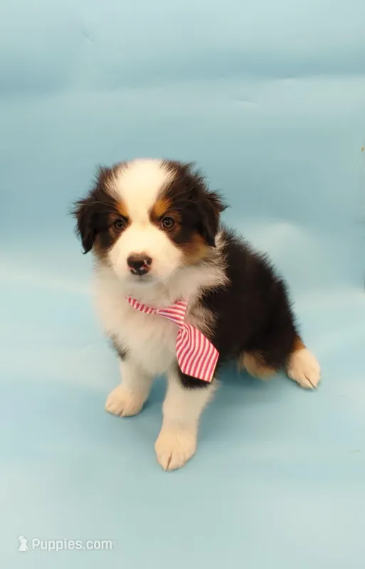 James – Australian Shepherd puppy for sale in Dunnellon, FL