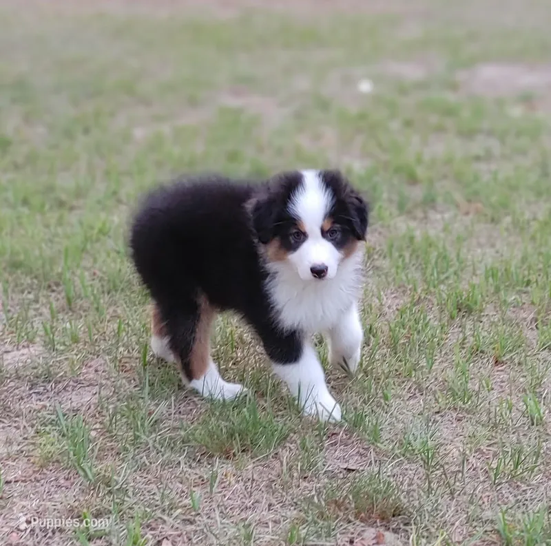 James – Australian Shepherd puppy for sale in Dunnellon, FL