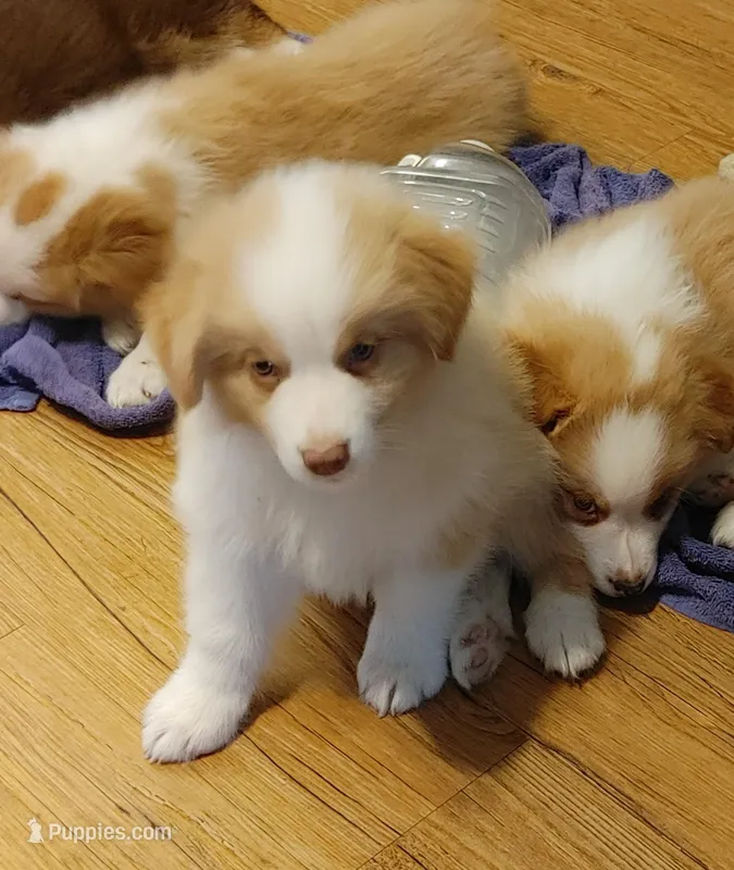 Justin – Australian Shepherd puppy for sale in Dunnellon, FL