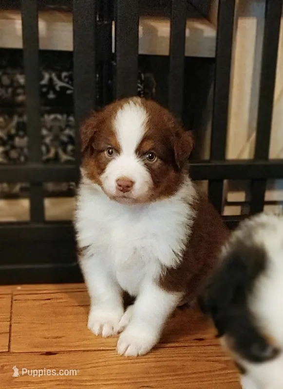 Jacob – Australian Shepherd puppy for sale in Dunnellon, FL