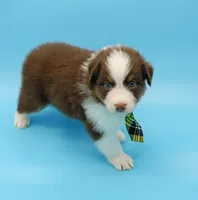 Jacob, a male Australian Shepherd for sale in Dunnellon, FL – Photo 8 of 10