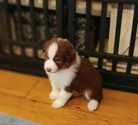 Jacob, a male Australian Shepherd for sale in Dunnellon, FL – Photo 4 of 10