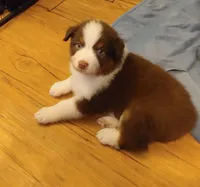 Jacob, a male Australian Shepherd for sale in Dunnellon, FL – Photo 7 of 10