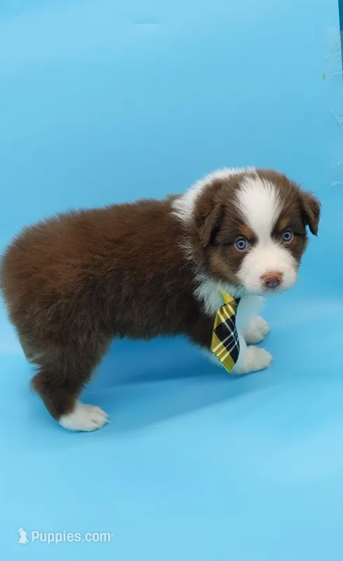 Jacob – Australian Shepherd puppy for sale in Dunnellon, FL