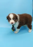 Jacob, a male Australian Shepherd for sale in Dunnellon, FL – Photo 3 of 10