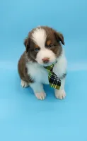Jacob, a male Australian Shepherd for sale in Dunnellon, FL – Photo 10 of 10
