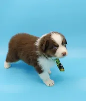 Jacob, a male Australian Shepherd for sale in Dunnellon, FL – Photo 9 of 10