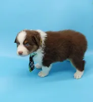 Jacob, a male Australian Shepherd for sale in Dunnellon, FL – Photo 6 of 10