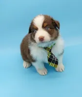 Jacob, a male Australian Shepherd for sale in Dunnellon, FL – Photo 5 of 10